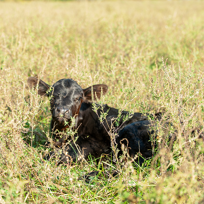 calf in the grass