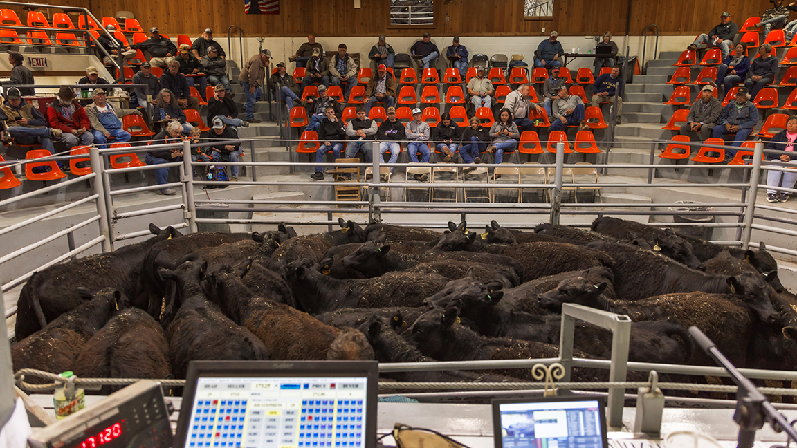 Cattle sell at Dunlap Livestock Auction Inc., Dunlap, Iowa. The market will host the World Livestock Auctioneer Championship June 4-7.