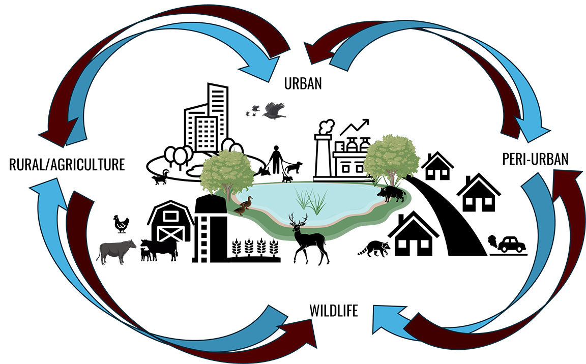 A graphic showing the potential for infectious disease spread in the environment. [Graphic courtesy Sapna Dass, Texas A&M AgriLife]<