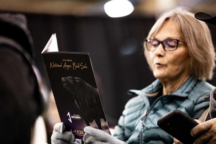 A female sale attendee reviewing the Angus Bull Sale catalog.