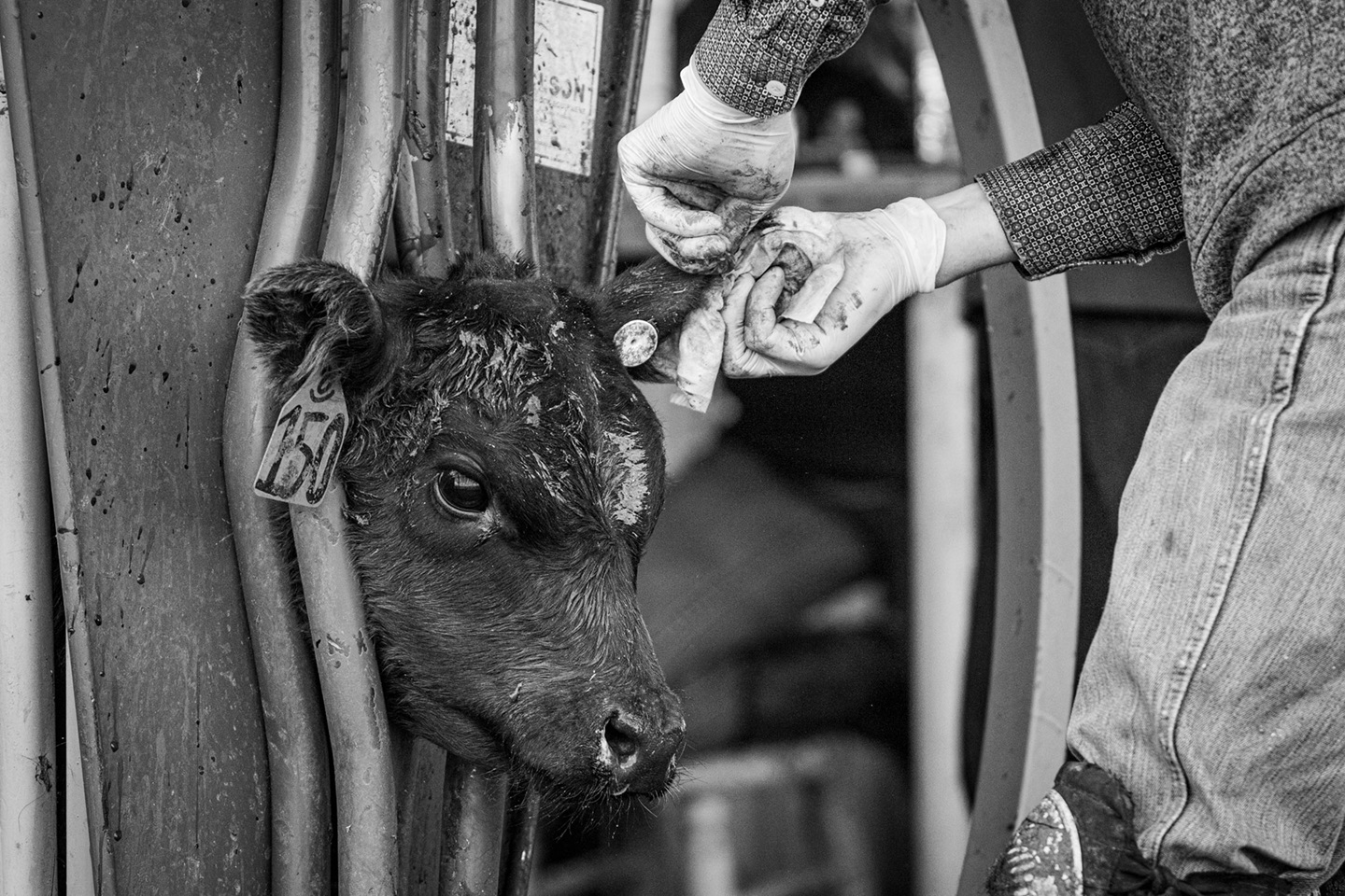 man tagging calf