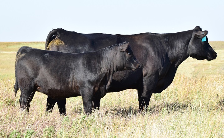 Dix cattle