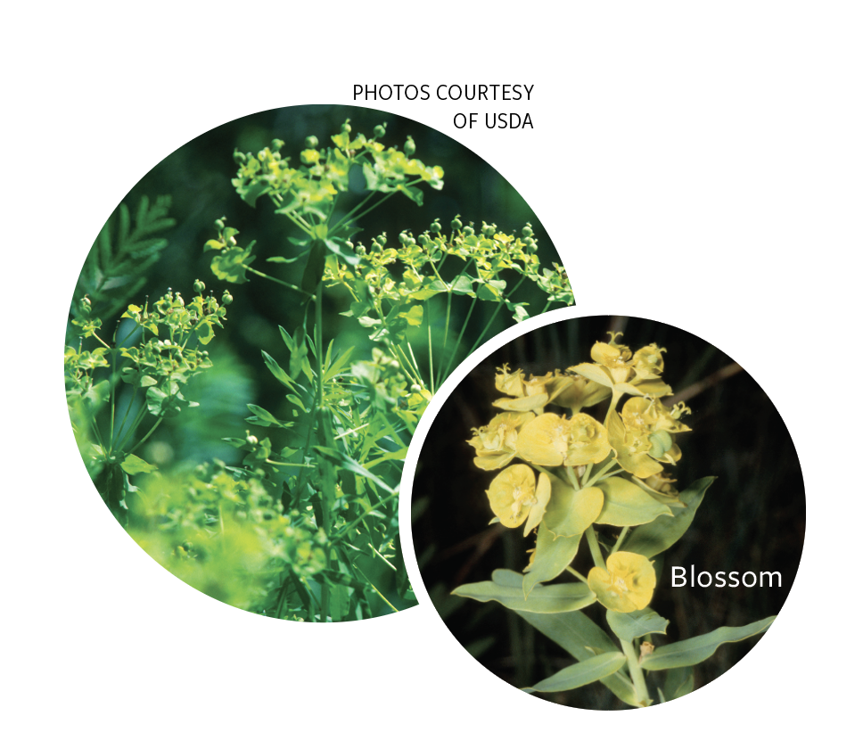 Leafy spurge