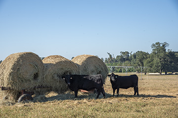 Saved-Flat-bed-trailer