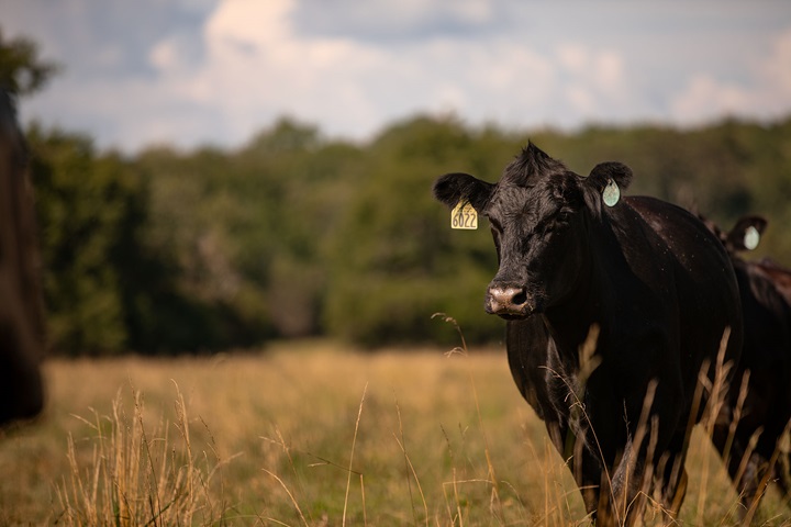 A mother cow looking across a field for her calf.