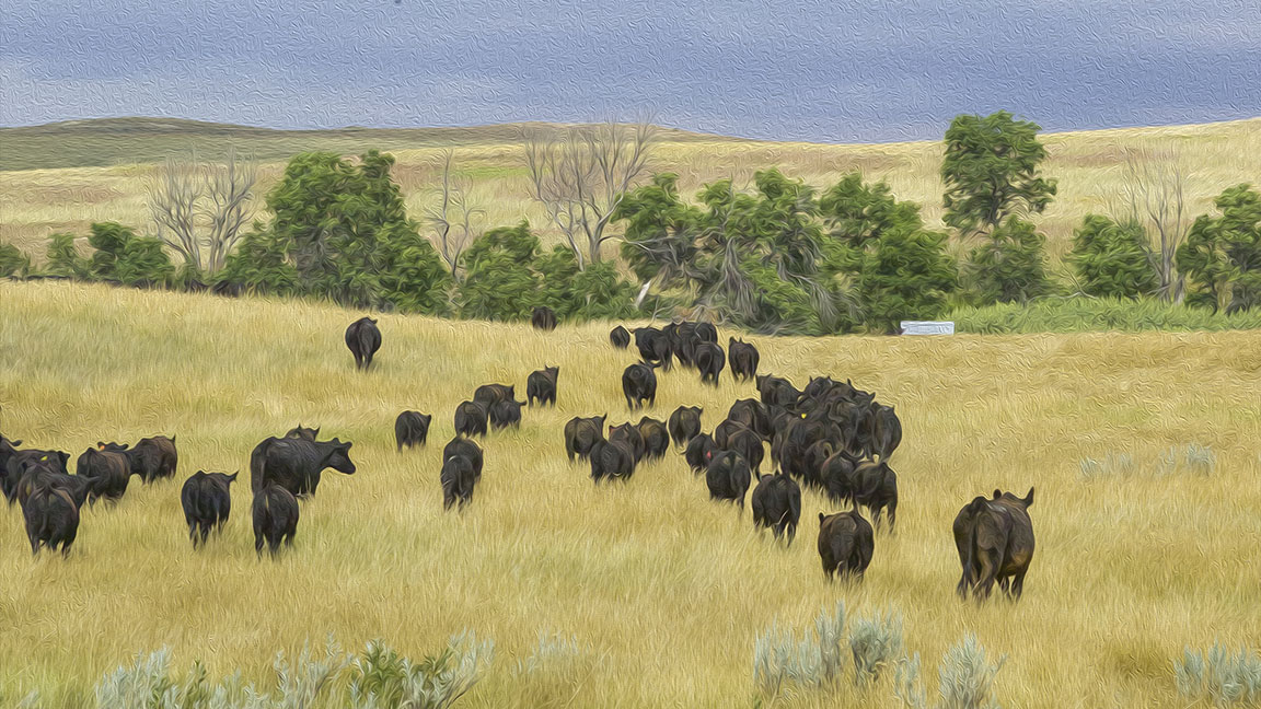 herd walking