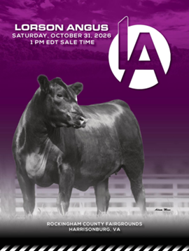 Lorson Angus Sale Book