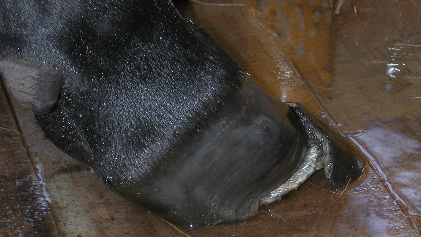 cracked hoof
