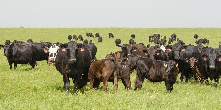 cows in field