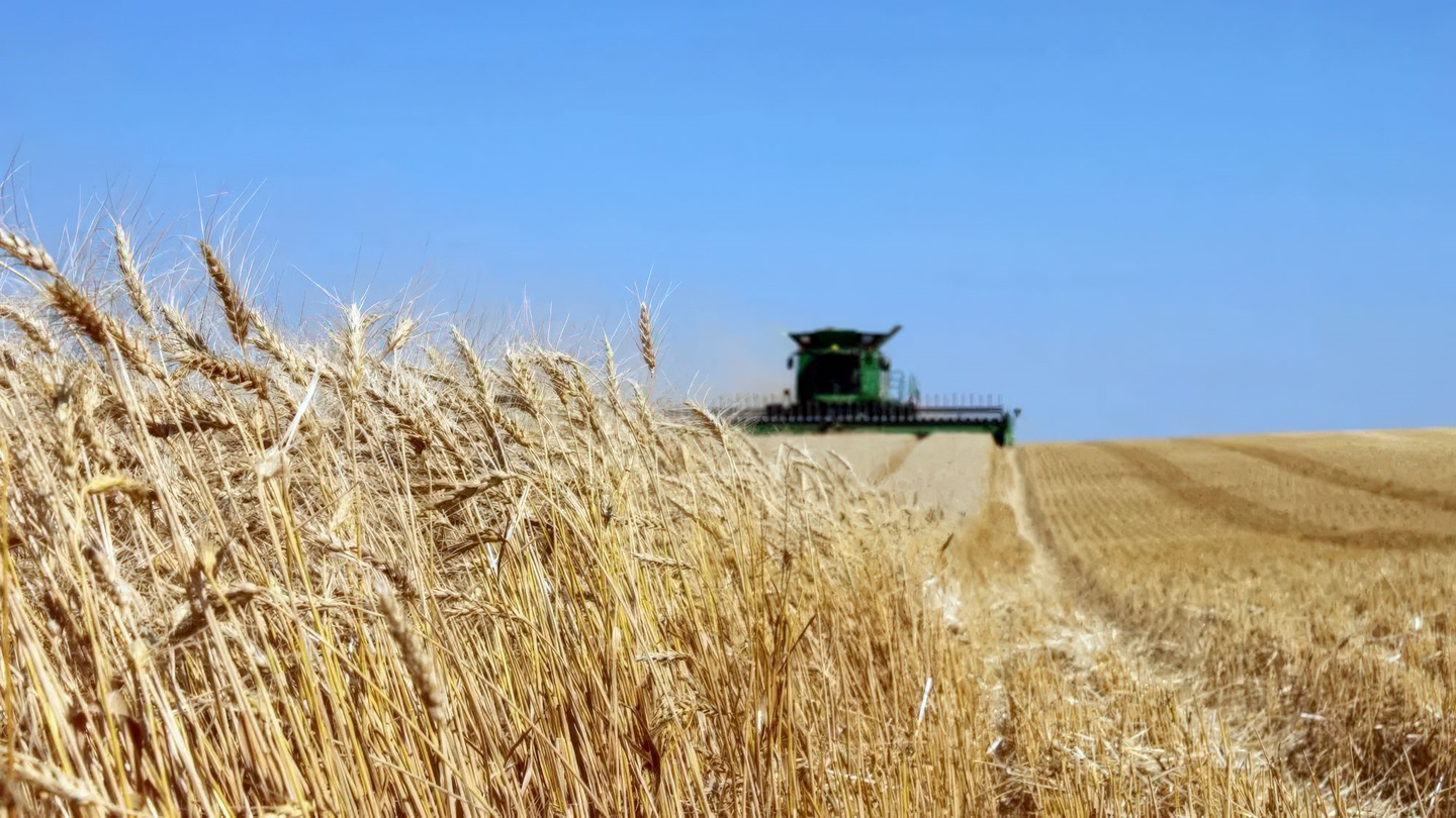Wheat harvest