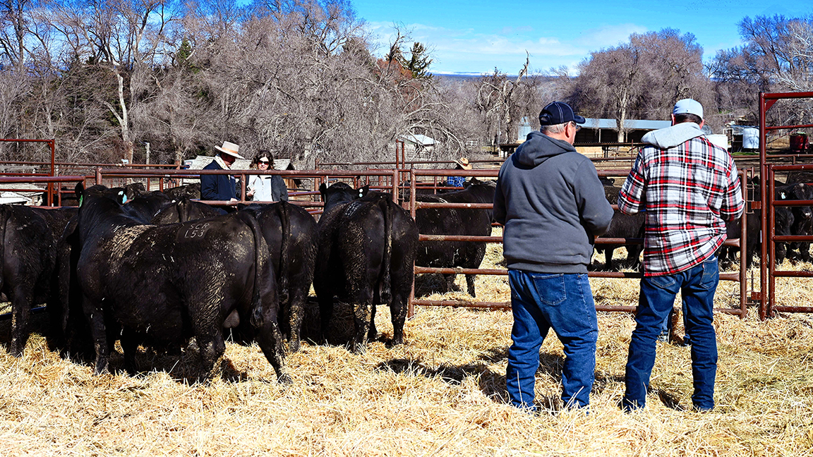 men buying bulls