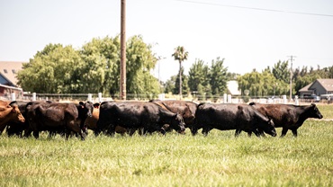 A group of black Angus commercial cattle graze through a green pasture.
