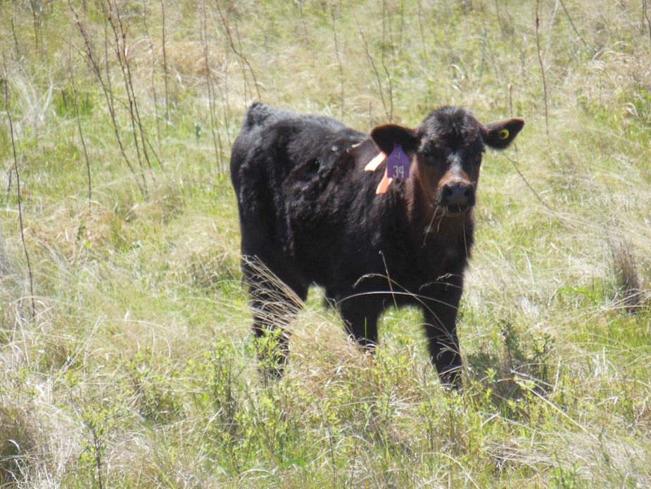 calf