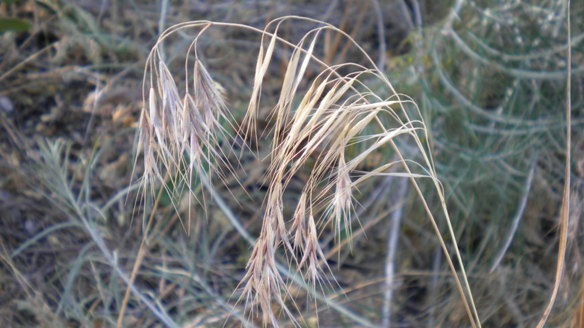 cheatgrass