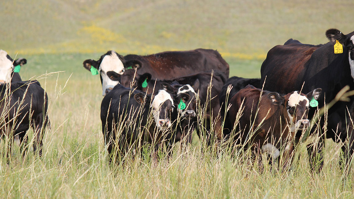 cattle in tall grass