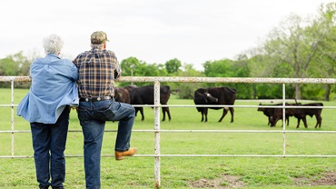 ekderly couple looking at cattle