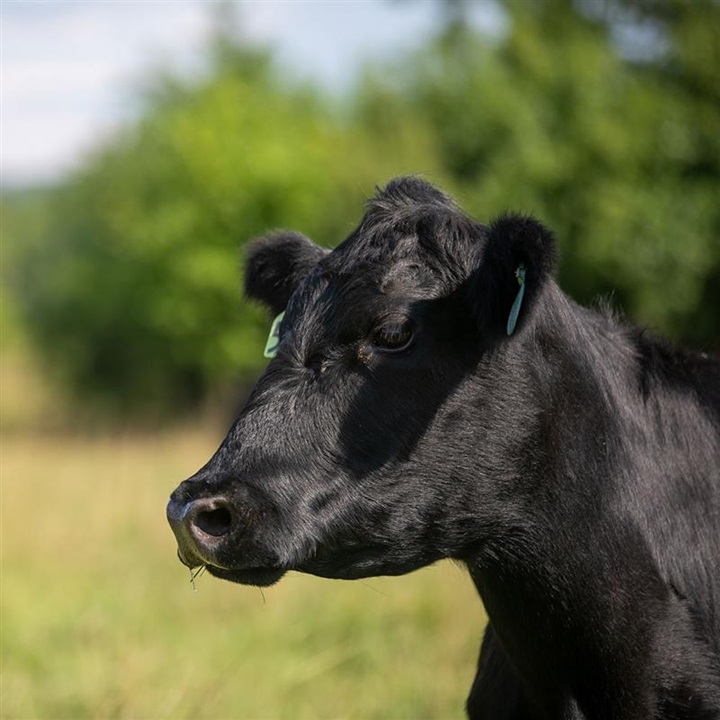 Profile photo of head of Black Angus cow with orange ear tag