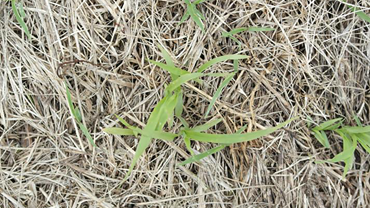 Pearl millet seedling that was no-till drilled into a killed grass sod. [Lead photo by Valerie Tate, University of Missouri.]