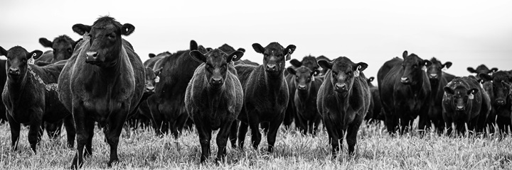 Cows in field