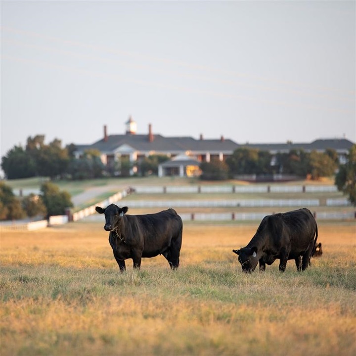 Two black Angus cattle grazing in a pasture in front of an estate.