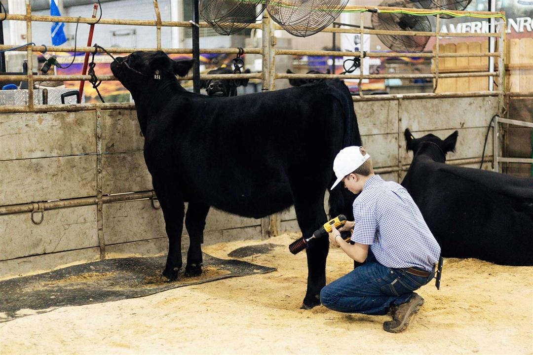 A young man fits the hind leg of a heifer at his stall during the Angus Junior National Show.