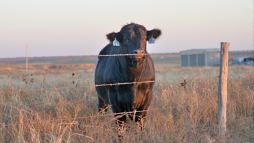 Bull on pasture
