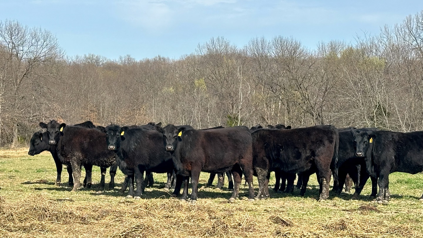 group of heifers