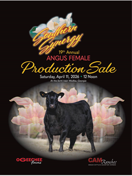 Southern Synergy Sale Book Cover