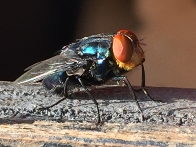 Cochliomyia hominivorax