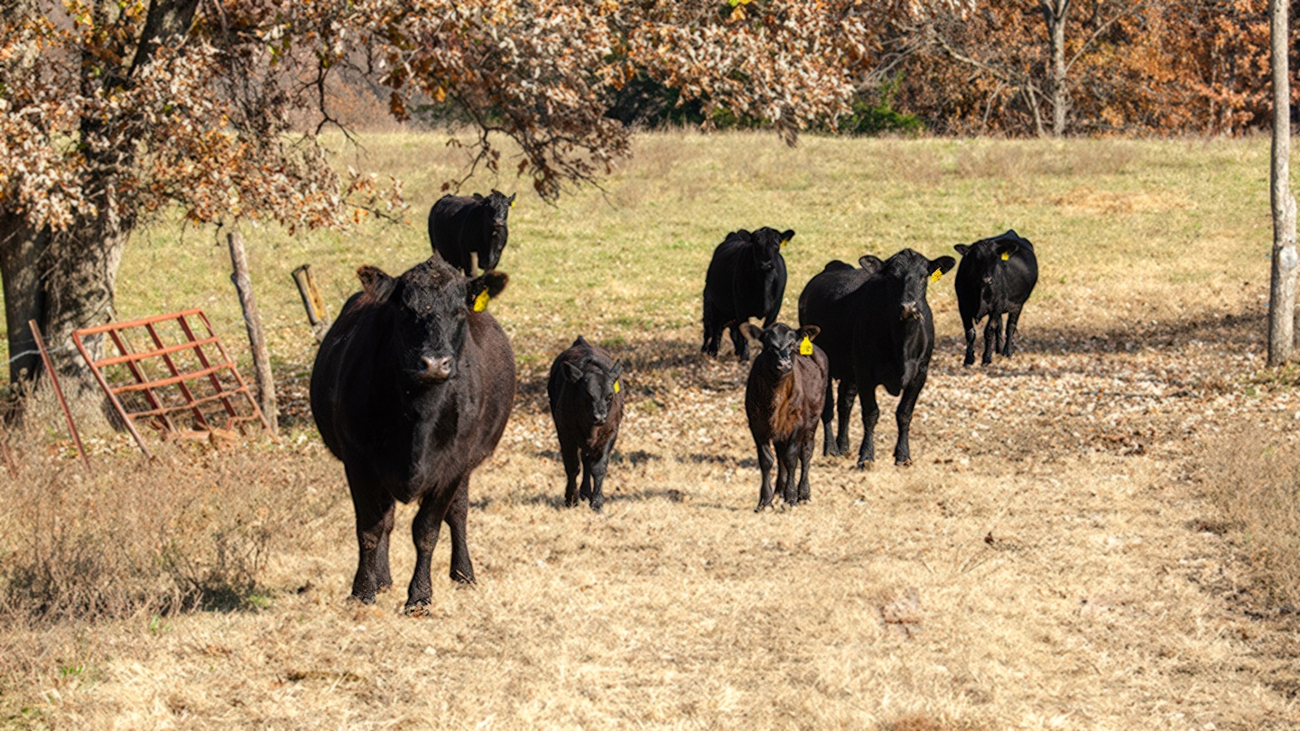 cattle 0n Fall pasture