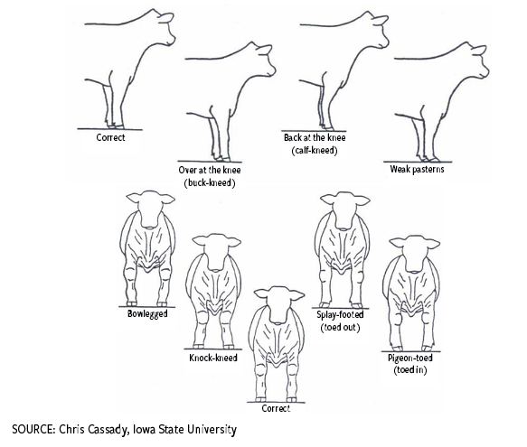 Fig. 3: Evaluating structural correctness in the shoulder 