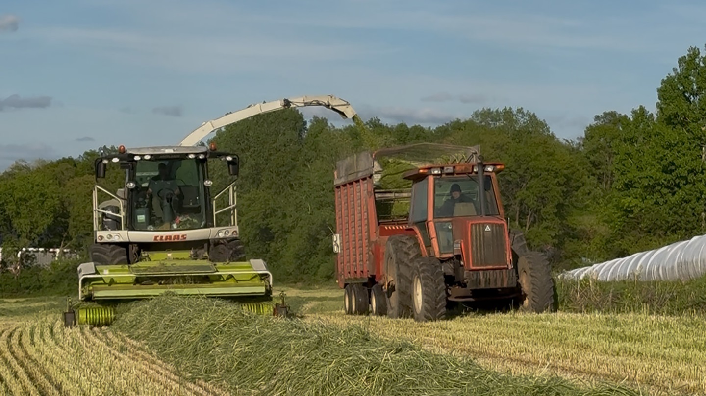 Growing wheat and rye as forage crops gives Terry Quam management flexibility in his harvest timing. He can harvest early for high protein content or wait for lower quality but more biomass. 