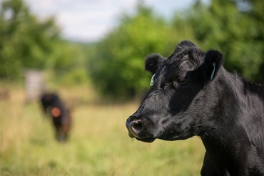 Profile photo of head of Black Angus cow with orange ear tag