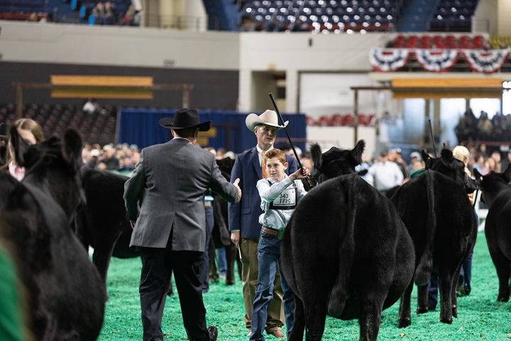 A young man exhibiting an Angus heifer being selected as a winner by the judge at NAILE 2023.