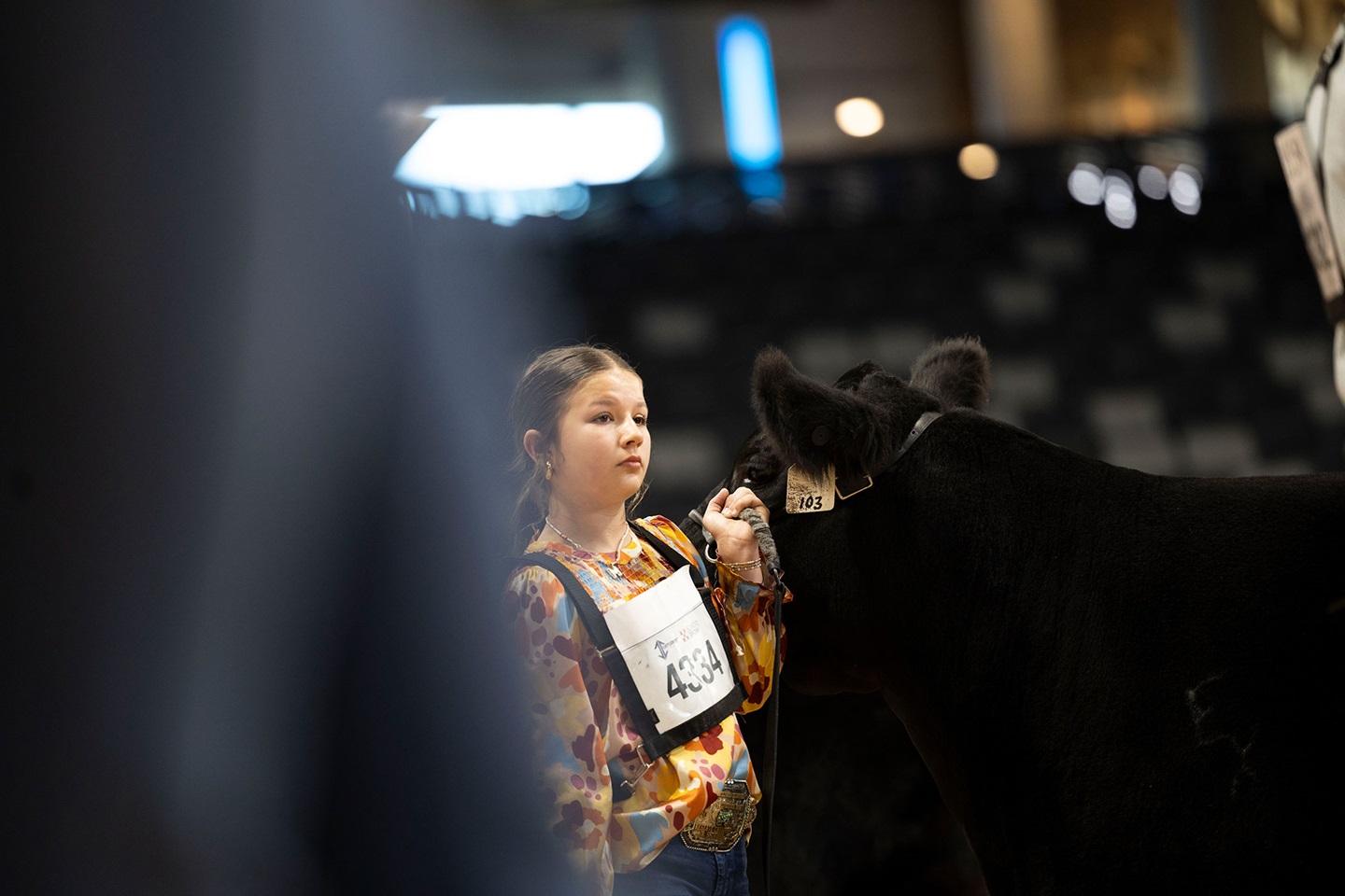 A junior Angus member exhibits her heifer at a national livestock show.