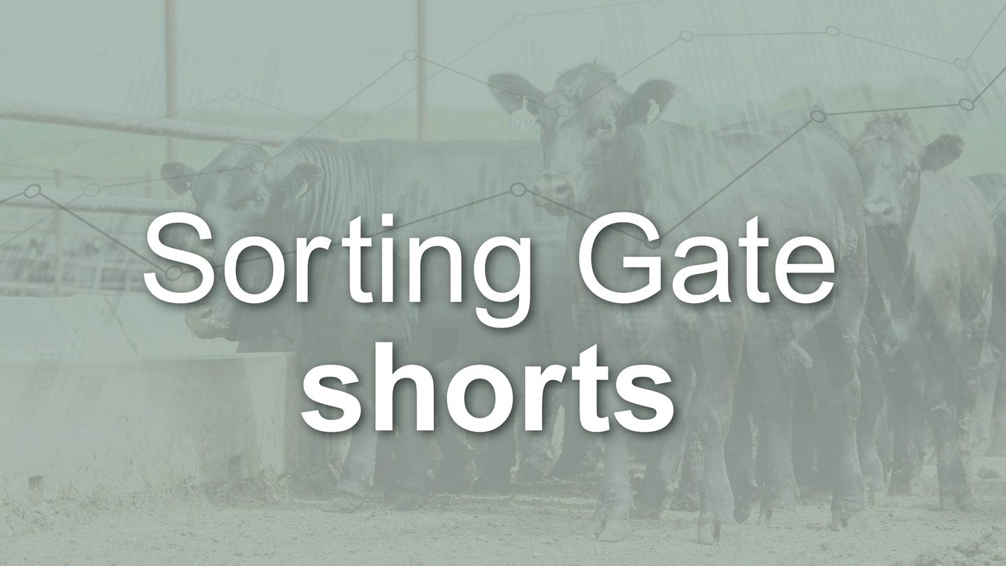 Sorting Gate shorts