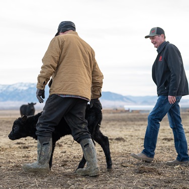 Van Dyke Angus Ranch