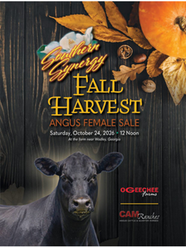 Southern Synergy Sale Book Cover