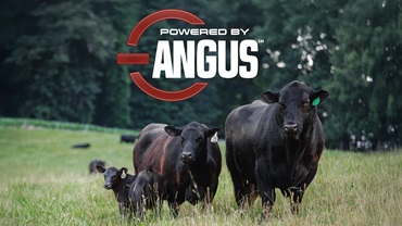 A Powered by Angus logo sits above a herd sire, dam and calf in a green pasture.