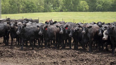 cattle in feedyard