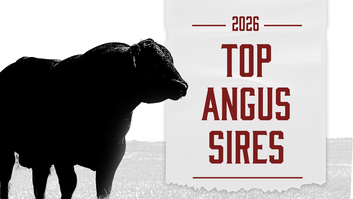 2026 Top Angus Sires