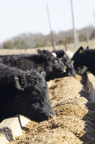 cattle feeding at a bunk