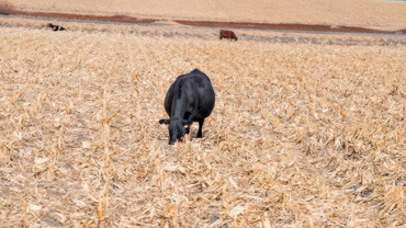 corn grazing