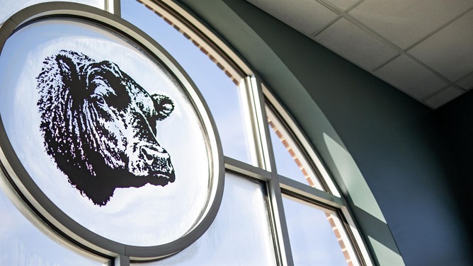 Angus Bull Head on Window