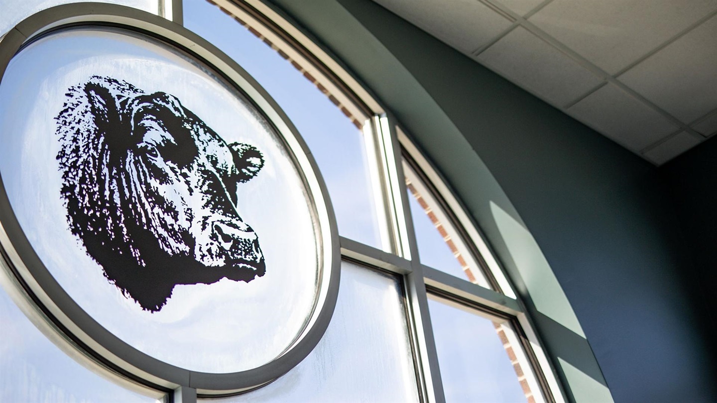 Angus Bull Head on Window