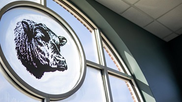 Angus Bull Head on Window