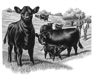 frank murphy artwork