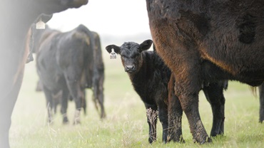 An Angus calf standing between the legs of it's mother in a green pasture.