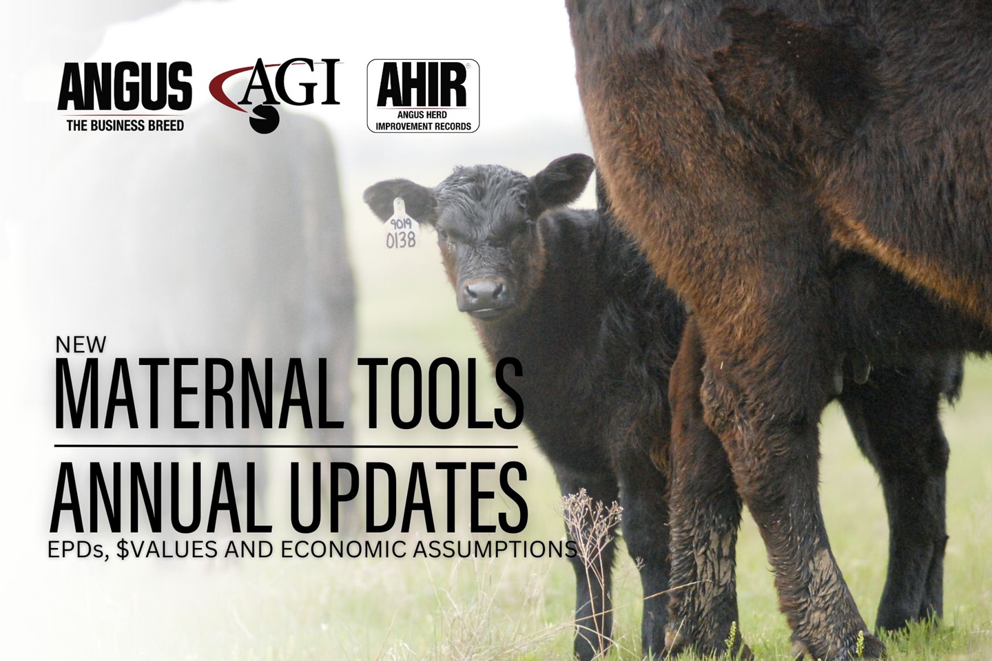 EPDs, $Values, and Economic Assumptions update to new maternal tools and annual updates.