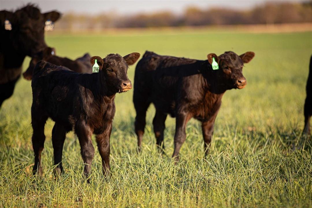 Two calves looking onward in a green pasture at sunset.